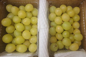 yzsʌtsVC}XJbgt500g×2pbNv1L