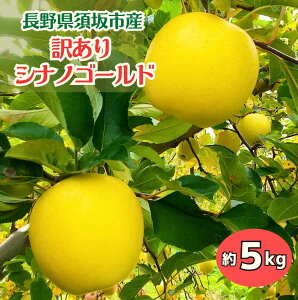 y_z󂠂 VimS[h ƒp 5kg MB{ 㓡_ 쌧{sY  t[c ʕ {̉ʕ 