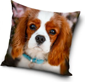 ���@�q���@�L���o���A�@�N�b�V�����@���@�w���ā@40cm x 40cm