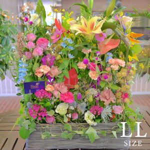 yŒZ ͂ 14܂Łz ԑ Mtg pAWg LLTCY t[Mtg JXj a  JX J ԃAW     c  j  Cj 