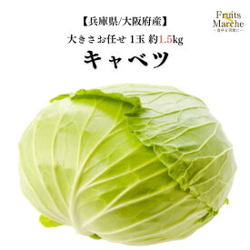 【送料別】【兵庫県/大阪府産】キャベツ 大きさお任せ 1玉 約1.5kg【野菜詰め合わせセットと同梱で送料無料】