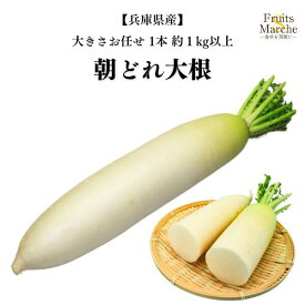 【送料無料！】大根 朝採れ大根 だいこん 1本 1kg以上 兵庫県産 【野菜詰め合わせセットと同梱で送料無料】