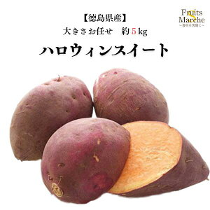 yIznEBXC[g ܂ 5kg 傫C Y ikCEꌧ͕ʓrZj