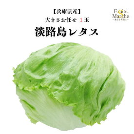 【送料別】【兵庫県産】淡路島レタス　大きさお任せ　1玉 【野菜詰め合わせセットと同梱で送料無料】