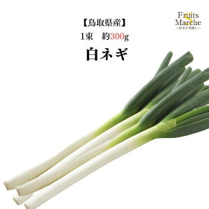 yʁzy挧YzlM@1 傫C 300g y؋lߍ킹ZbgƓőz