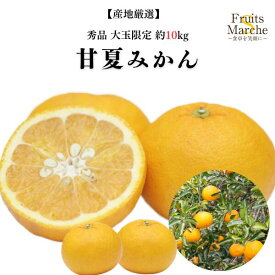【送料無料】【産地厳選】秀品　甘夏みかん　大玉限定　約10kg(北海道沖縄別途送料加算)