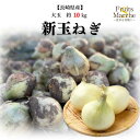 【送料無料】【長崎県産】新玉ねぎ　大玉　約10kg(北海道沖縄別途送料加算)