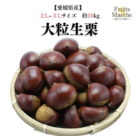 【送料無料】【愛媛県産】大粒生栗　2L〜3Lサイズ　約10kg(北海道沖縄別途送料加算)栗ご飯/くり/国産/マロン/渋皮煮/甘露煮/マロングラッセ/スイーツ/ケーキ/モンブラン/焼き栗/業務用/グルメ/旬の味覚/お取り寄せ/おとなの週末/特産品/