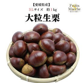 【2kg以上ご購入で送料無料！】栗 生栗 大粒 1kg 愛媛県産 3Lサイズ 生 くり （1kgの御注文は別途送料加算 / 北海道・沖縄県は別途送料加算）