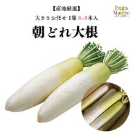 【送料無料】大根 朝採れ大根 だいこん 1箱 6本～8本入り 大きさお任せ 産地厳選 送料無料（北海道・沖縄…