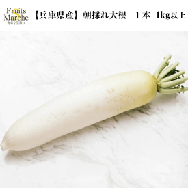 【送料無料！】大根 朝採れ大根 だいこん 1本 1kg以上 兵庫県産 【野菜詰め合わせセットと同梱で送料無料】