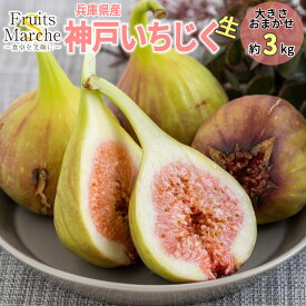 【送料無料】【兵庫県産】神戸いちじく　生　大きさお任せ　家庭用　1ケース　6パック入　約3kg(北海道沖縄別途送料加算)