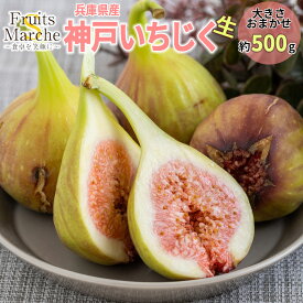 【送料無料】【兵庫県産】神戸いちじく　生　大きさお任せ　1パック　4〜8個　約500g(北海道沖縄別途送料加算)
