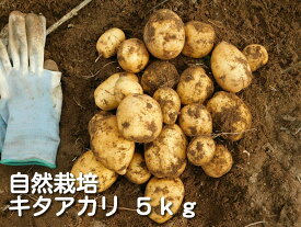 楽天市場 秋 ジャガイモ 種芋の通販 楽天市場 秋 ジャガイモ 種芋の通販