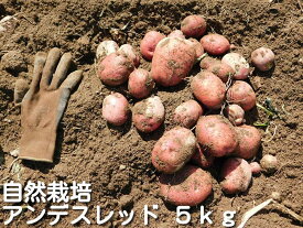 楽天市場 じゃがいも 種芋の通販