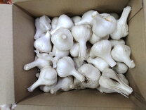 楽天市場】無農薬 にんにく 1kgの通販