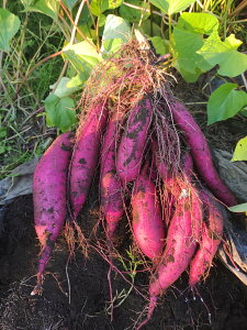 2025NxY R͔|܂ 7.4kg _ 엿 R͔|  ؑHR͔| R_@ Y X،NR_ XؗFF Y XY@I[KjbN