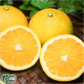 ポイント10倍★エントリー必須！有機 スイートスプリング(イエロー) A品 3kg 有機JAS (佐賀県 佐藤農場株式会社) 産地直送