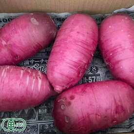 有機 赤大根 約3kg 有機JAS (青森県 自然食ねっと青森) 産地直送