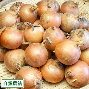 y10P10{IvGg[zʂ˂ 3kg (2S`3STCY) R_@ (ɌWH ԉ_b) Yn