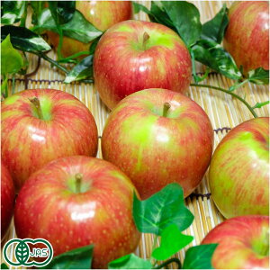 �y12����P10�{���v�G���g���[�z�y�ƒ�p�E���ʁz �L�@ �T���ӂ� 2.5kg �L�@JAS (�X�� �k��_��) �Y�n����