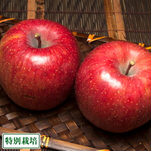 y\񏤕izTӂ Ai 5kg ʍ͔| (X _) Yn