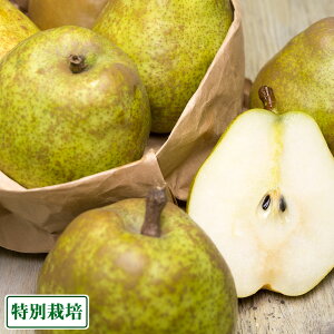 yZ[EƒpE\zEtX 2.6`3kg(M12`14) ʍ͔| (R` XJʎ) Yn