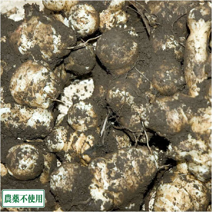 楽天市場】菊芋 (土付き) 20kg 農薬不使用 (青森県 須藤農園) 産地直送 