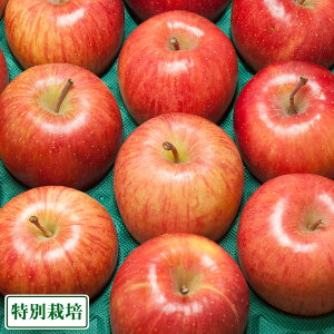 y\E󂠂zTӂ 5kg ʍ͔| (X _) Yn