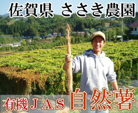 【家庭用】自然薯 約1kg(1～2本) 有機JAS (佐賀県 ささき農園) 産地直送