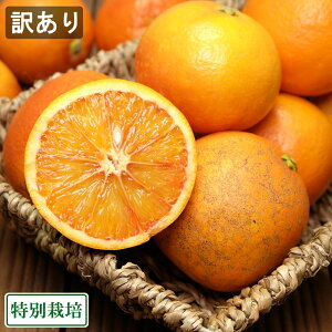 �y�󂠂�z�u���b�h�I�����W 5kg ���ʍ͔| (�L���� �Z�[�t�e�B�t���[�c) �Y�n����