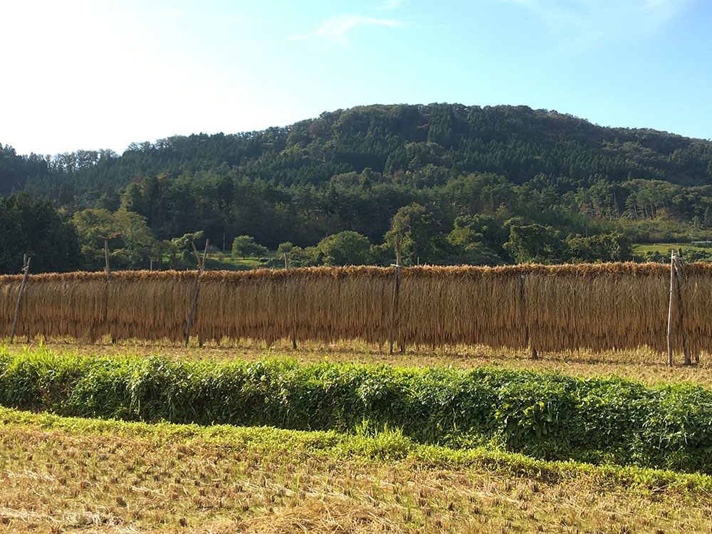 ササシグレ はさがけ米 玄米 10kg 自然農法 (岩手県 木こり菊池農園) 産地直送