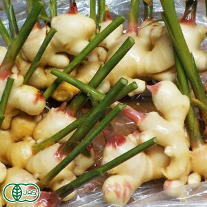 y10P10{IvGg[zy\񏤕izy@肽āzE˔jVEK 2kg L@JAS (m bL[_) I 傤 Yn