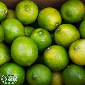 【11月はP10倍★要エントリー】【特別セール】湘南プライムライム サイズ混合 3kg 有機JAS (神奈川県小田原 自然園いしわた農場) 産地直送