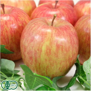 y\EʁzL@ Tӂ Ai 4kg L@JAS (X k_)