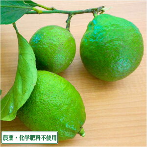 y10P10{IvGg[zyIʁz LY(Ƃт)  (O[) 3kg E (L Ƃтܔ_) Yn