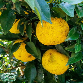 【予約商品】【11月はP10倍★要エントリー】有機ゆず 木頭柚子玉 1kg 有機JAS (徳島県 きとうむら) 産地直送