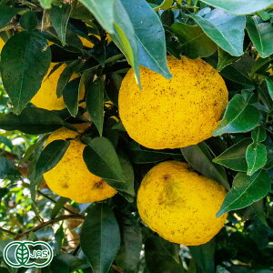 y\񏤕izy11P10{vGg[zL@䂸 ؓMq 1kg×2 L@JAS ( Ƃނ) Yn