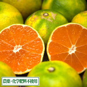 【10月中はP10倍!要エントリー】【AB品サイズ混合】 広島県産(とびしま) 早生みかん 5kg 無・無 (広島県 とびしま農園) 産地直送