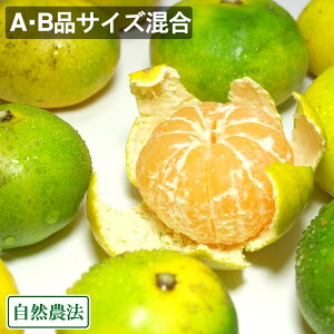 y11P10{vGg[zyAEBTCYz {쑁B݂ 5kg R_@ (a̎R _) Yn