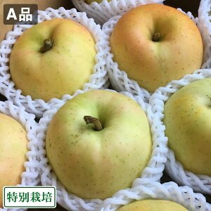 【期間中ポイント10倍】とき A品 5kg 特別栽培 (青森県 阿部農園) りんご 産地直送