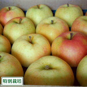 yԒ|Cg10{zy󂠂zƂ 5kg ʍ͔| (X _)  Yn