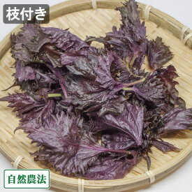 【クール便】赤しそ 枝付き 約2.7kg 自然農法 (青森県 アグリメイト南郷) 産地直送