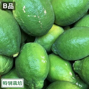 yBiz() w̍x 5kg ʍ͔| (F{ IWqY) Yn