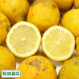 【セール・C品・訳あり】レモン璃の香 3kg 県特別栽培 (熊本県 オレンジヒルズ) 産地直送
