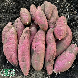 yGg[Ń|Cg10{Izy\zL@܂(g͂邩) TCY 5kg L@JAS@(X Ryosuke Oyasai) Yn Ⴊ Tc}C