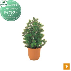 y|CgUPzyTΏہz lHA O[x tFCNO[ TCvXg@H900 ؁Ep A70NS1429 i