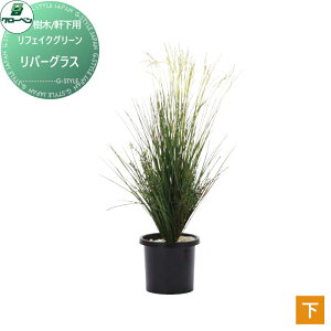 y|CgUPzyTΏہz lHA O[x tFCNO[ o[OX ؁Ep A70TN501 i