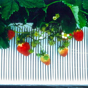 Xg[XmRI^|30@C`Sp300mm×25m@6Zbg