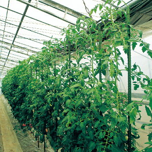 ZLXC C{|\Lbvtx 16 50{